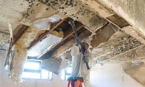 Best Mold Remediation for Healthcare Facilities  in USA